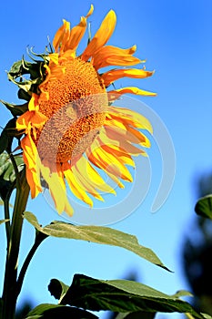Crazy Sunflower