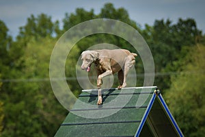 Crazy weimaraner is running on A-frame. photo