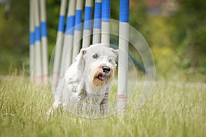 Crazy white dog in agility slalom on privat training.