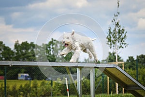 Crazy white dog is running in agility park on dog walk.