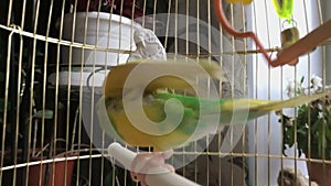 Crazy yellow and green parrot in a cage.