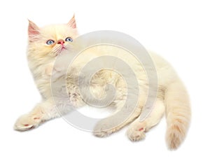 Cream beautiful playful kitten paws isolated on white background