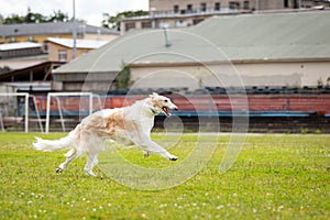 Cream borzoi outdoor on dog show at summer