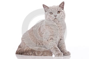 Cream british short hair cat sitting