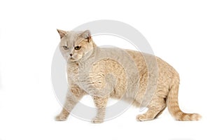 Cream British Shorthair Domestic Cat, Female standing against White Background