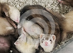 Cream and brown ferret sleeping inside a cage