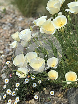 Cream Californian poppy flowers