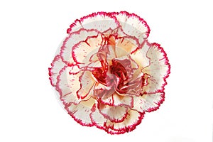 Cream carnation