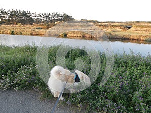 Cream chow-chow dog going for a walk