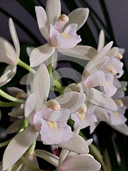 Cream colered Cymbidium orchid