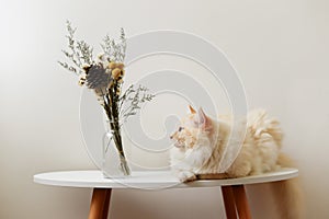 Cream color cute Ragdoll cat sit on table