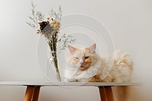 Cream color cute Ragdoll cat sit on table with flowers,quiet moment