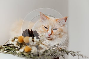 Cream color cute Ragdoll cat sit on table look at flowers, sad face