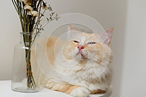 Cream color cute Ragdoll cat sit on table look up to flowers, very sad