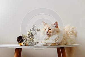 Cream color cute Ragdoll cat sleep on table,close eyes enjoy quiet, beautiful flowers with the cat