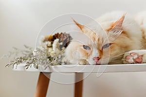 Cream color cute Ragdoll cat sleep on tea table with flowers,sleepy face