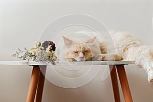 Cream color cute Ragdoll cat sleeping on small table with flowers