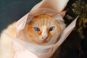 Cream color fat cute cat put head into the flower bag