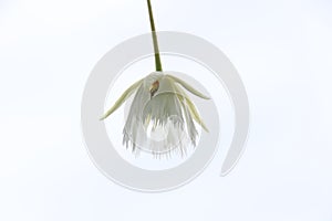 A cream color flower Fairy Petticoats tree and white background.