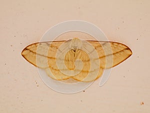 Cream color night butterfly or moth belonging to the paraphyletic group of insects photo