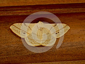 Cream color night butterfly or moth belonging to the paraphyletic group of insects photo