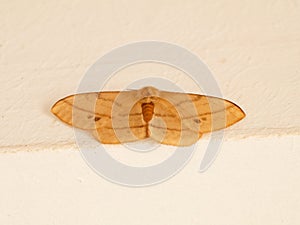 Cream color night butterfly or moth belonging to the paraphyletic group of insects photo