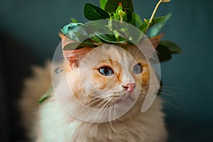 Cream color ragdoll cat wear green leaf Garland, sitting on the dark blue sofa