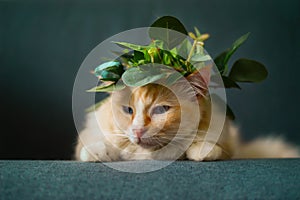 Cream color ragdoll cat wear green leaf Garland, sitting on the dark blue sofa and look down and sad