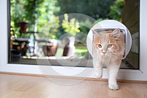 Cream colored cat entering room through cat flap