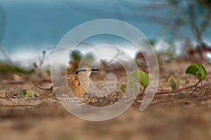 Cream-colored Courser Cursorius cursor