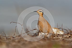 Cream-colored Courser Cursorius cursor