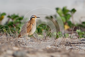 Cream-colored Courser Cursorius cursor in the sand desert