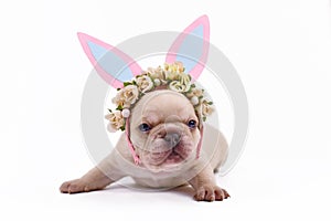 Cream colored French Bulldog puppy dressed up as easter bunny with paper rabbit ears headband with flowers on white background