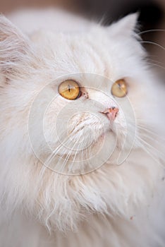 cream-colored furr, orange eyes cat