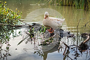 Cream colored goose standing in the middle of a pond