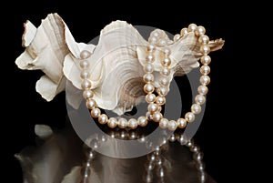 Cream colored pearls in a sea shell