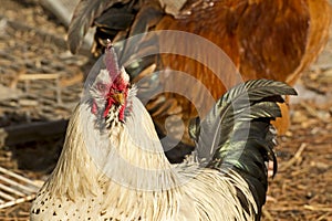 Cream Colored Rooster Chicken In Farmyard
