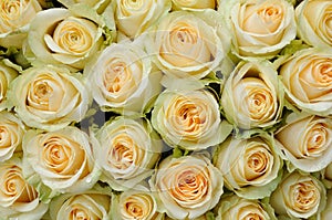 Cream-colored roses