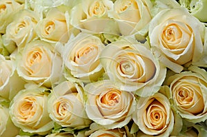 Cream-colored roses
