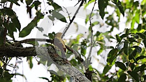 The cream-colored woodpecker (Celeus flavus) in Colombia