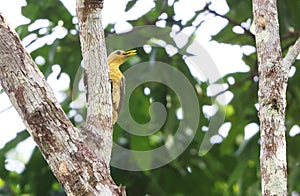 The cream-colored woodpecker (Celeus flavus) in Colombia photo