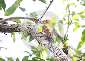 The cream-colored woodpecker (Celeus flavus) in Colombia photo