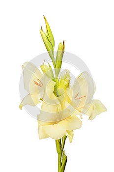 Cream coloured gladioli photo