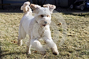 Cream coloured labradoodle puppy running