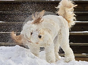 Cream coloured labradoodle puppy shaking its head on a winter day