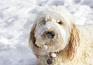 Cream coloured labradoodle puppy with snow on its face