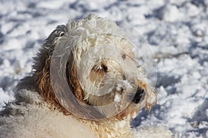 Cream coloured labradoodle puppy with snow on its face