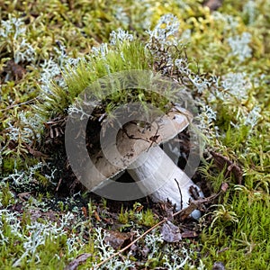 cream coloured mushroom pokes out of the moss and antler lichen