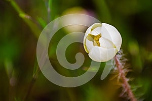 Cream Cup Platystemon californicus wildflower photo