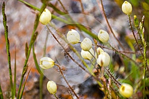 Cream Cup Platystemon californicus wildflowers